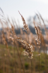 Fototapeta premium Farn im Wind