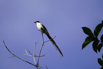 
The fork-tailed flycatcher (Tyrannus savana) is a passerine bird of the tyrant flycatcher family. 