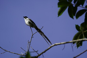 
The fork-tailed flycatcher (Tyrannus savana) is a passerine bird of the tyrant flycatcher family. 