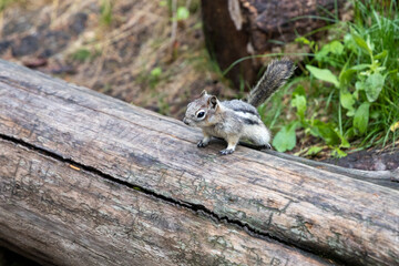 Ground Squirrel at Johnston Canyon, Alberta, Canada