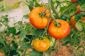 Gardening and agriculture concept. Woman farm worker hand picking fresh ripe organic tomatoes. Greenhouse produce. Vegetable food production. Tomato growing in greenhouse