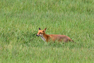 Red fox in tall grass. Looking for food. Genus Vulpes vulpes.