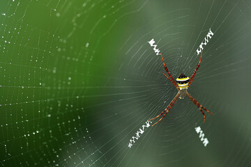 Black and Yellow Argiope spider on web in the garden. long banner