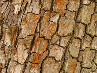 tree texture