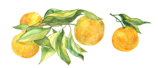 A branch with green leaves and orange tangerines on a transparent background. Watercolor image.