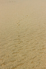 Sand. Texture, surface of sea sand. Bird tracks. Natural background. Waves of sand. Sea background. View from above. Dunes. Copy space