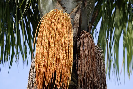 Oenocarpus bacaba is an economically important monoecious fruiting palm native to the Amazon Rainforest, which has edible fruits