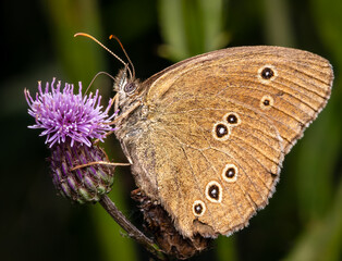 Macrophotography of a Ringlet Butterfly (Aphantopus hyperantus) on a thistle purple flower. Extremely close-up and details.