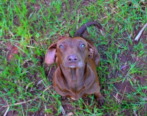 brown dog in a field looking up