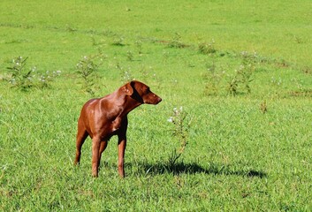 Fototapeta premium dog in the green field smelling flowers