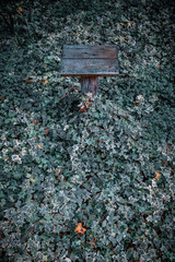 An empty wooden sign to write your text, surrounded by vegetation.