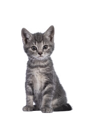 Cute grey farm cat kitten, sitting up facing front. Looking away from camera. isolated on white background.
