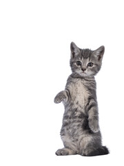 Obraz premium Cute grey farm cat kitten, standing on hind paws like meerkat. Looking towards camera. isolated on white background.