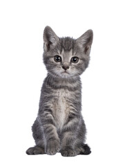 Cute grey farm cat kitten, sitting up facing front. Looking towards camera wit attitude. Isolated...