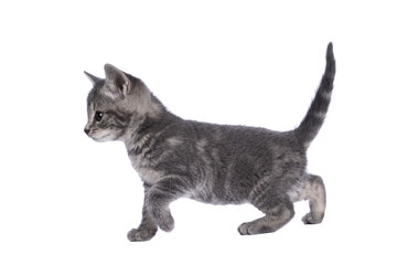 Cute grey farm cat kitten, walking side ways with tail fierce up. Looking away from camera. Isolated on white background.