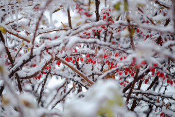 Colorful red berberis berries covered in ice and snow between bush branches