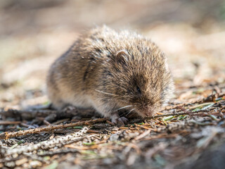 A closeup of a Common vole, Microtus arvalis, on the ground with a blurry background