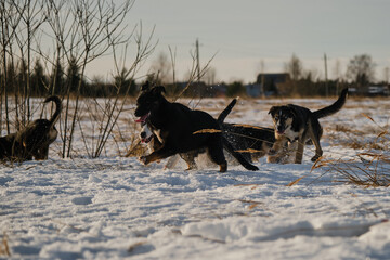 Naklejka premium Alaskan husky puppies of same litter walk through snow in field on frosty sunny winter day. Young dogs have fun and actively spend time in nature. Sled dog kennel outside.