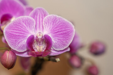 Fototapeta na wymiar Nahaufnahme Orchidee 