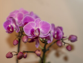 Pinke Orchideen - Knabenkräuter