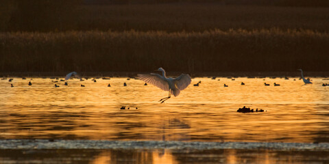 Great egret. Ardea alba. Great egret in the pond or white heron.  Birds on the lake