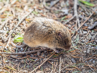 A closeup of a Common vole, Microtus arvalis, on the ground with a blurry background