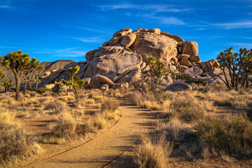 Joshua Tree National Park Hiking Trail Landscape Series, twisted, bristled Joshua trees over the...