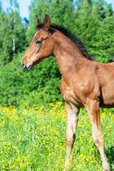 Obraz premium beautiful bay foal posing freely at pasture. sunny smmer day