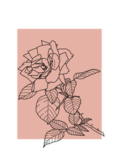 Vector illustration. Contour drawing of a rose on a pink background in a minimalist style
