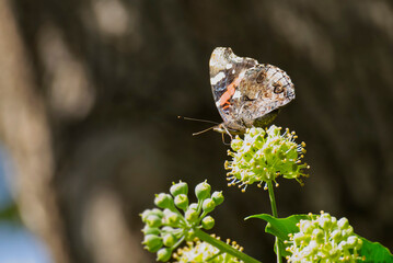 Red admiral butterfly (Vanessa Atalanta) with closed wings perched on hedge (hedera helix) in Zurich, Switzerland