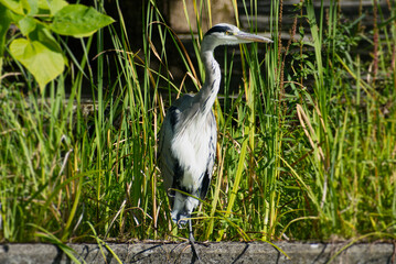 Grey Heron (Ardea cinerea) standing near a pond in Zurich, Switzerland