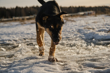 Mongrel dog runs through puddles and splashes of water fly in different directions, sun shines from behind. Front view, close portrait. Black and red Alaskan husky puppy on walk on frosty winter day.