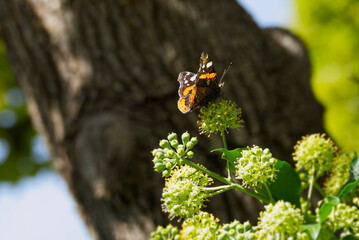 Red admiral butterfly (Vanessa Atalanta) perched on hedge (hedera helix) in Zurich, Switzerland
