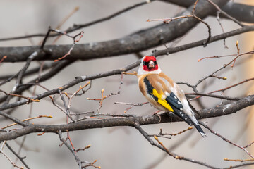 Naklejka premium The European goldfinch or simply the goldfinch, Carduelis carduelis, sits on a branch in spring on green background. The European goldfinch in wildlife.