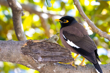 Common Myna introduced in Australia, spotted in Park in Sydney. 