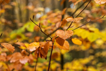 A Scene of Glorious Color