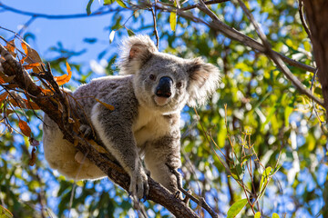 Beautiful capture of cute wild koala bear sitting on the eucalyptus tree in Magnetic Island,...