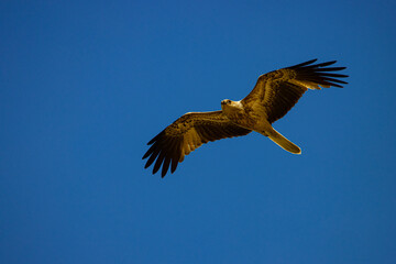 Whistling kite bird circling the sky in search of food at low tide in tropical north Queensland, Australia. Predatory birds of Australia. Wildlife of Australia