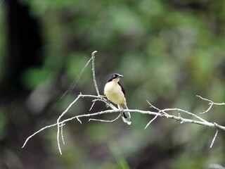 Black-capped donacobius (Donacobius atricapilla) Donacobiidae family. Amazon rainforest, Brazil