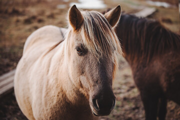 portrait of a beautiful horse
