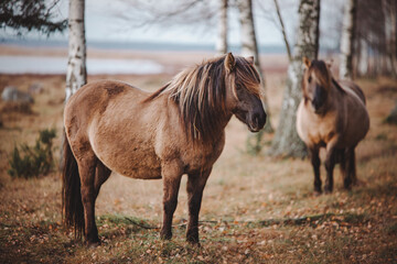 Konik horse in the meadow