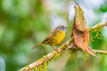 russet-crowned warbler on the branch