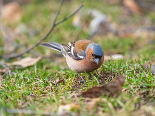 Common chaffinch, Fringilla coelebs, sits on a green lawn in spring. Common chaffinch in wildlife.