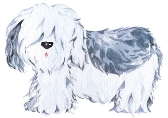 Dog painted in watercolor.Grey fluffy puppy.Pet cute funny dog.Animal watercolor.