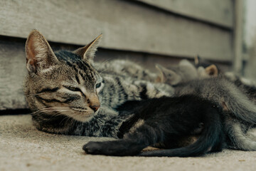 cat breastfeeding her pups