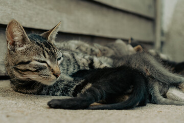 cat breastfeeding her pups