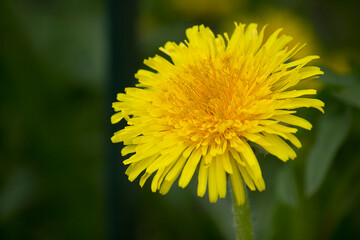 A yellow dandelion flower close-up against the green grass