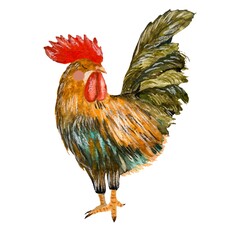 Rooster bird colorful Easter a watercolor sketch