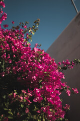 Pink Blooms overhead