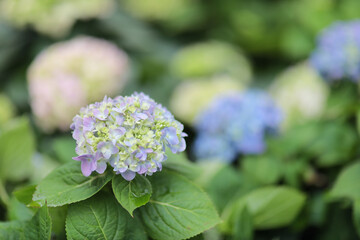 Colorful hydrangea flower garden , nature concept